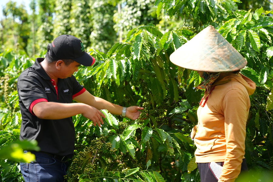 Thông qua Chương trình NESCAFÉ Plan tại Tây Nguyên, Nestlé Việt Nam đã hỗ trợ các nông hộ áp dụng phương pháp nông nghiệp tái