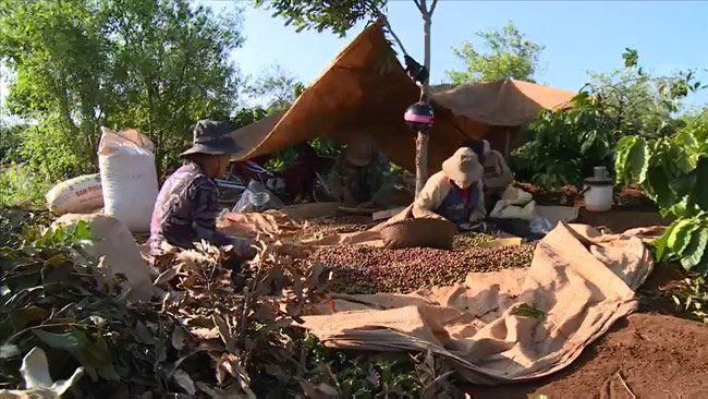 Vietnam coffee farmers