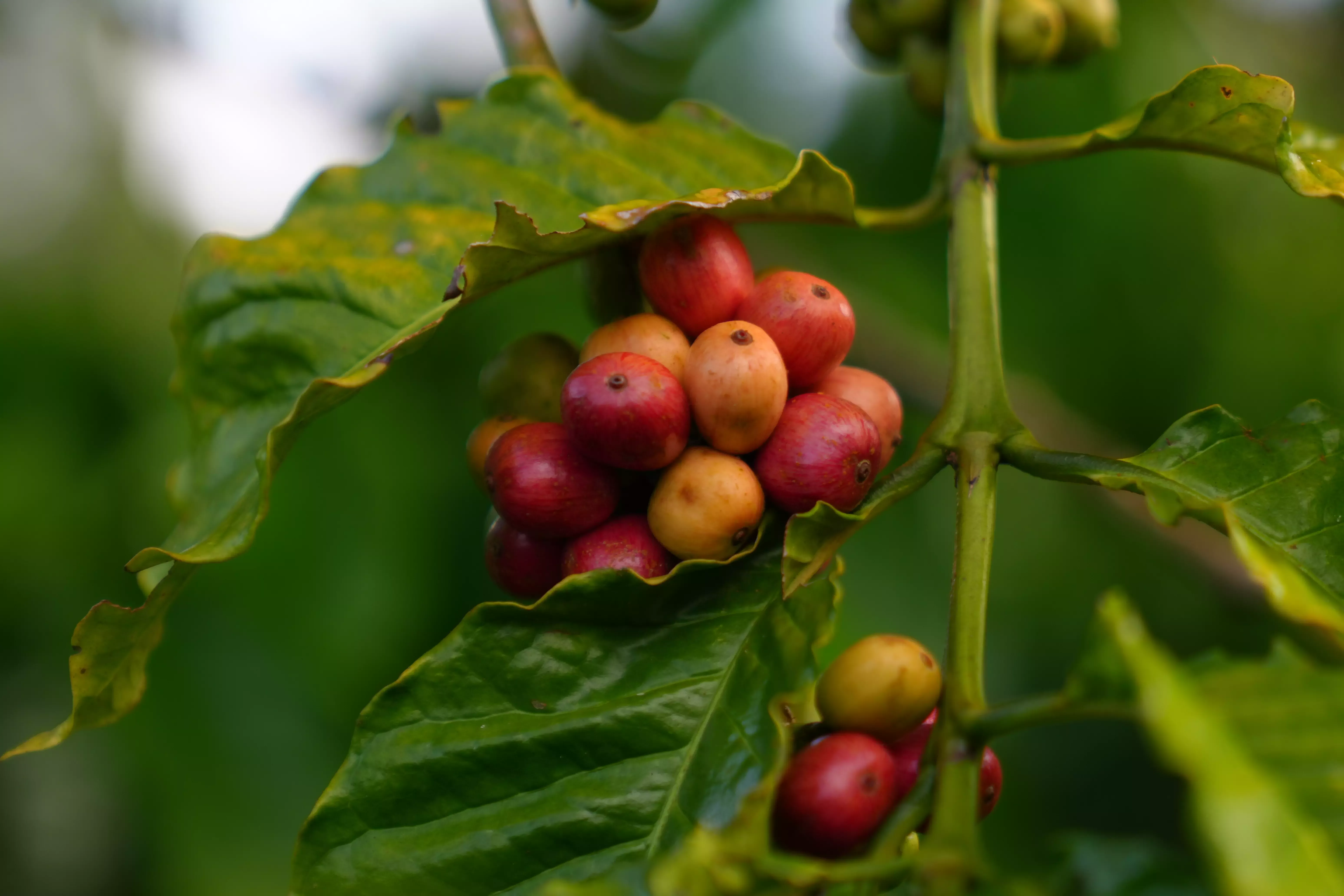 Nestle Coffee Beans