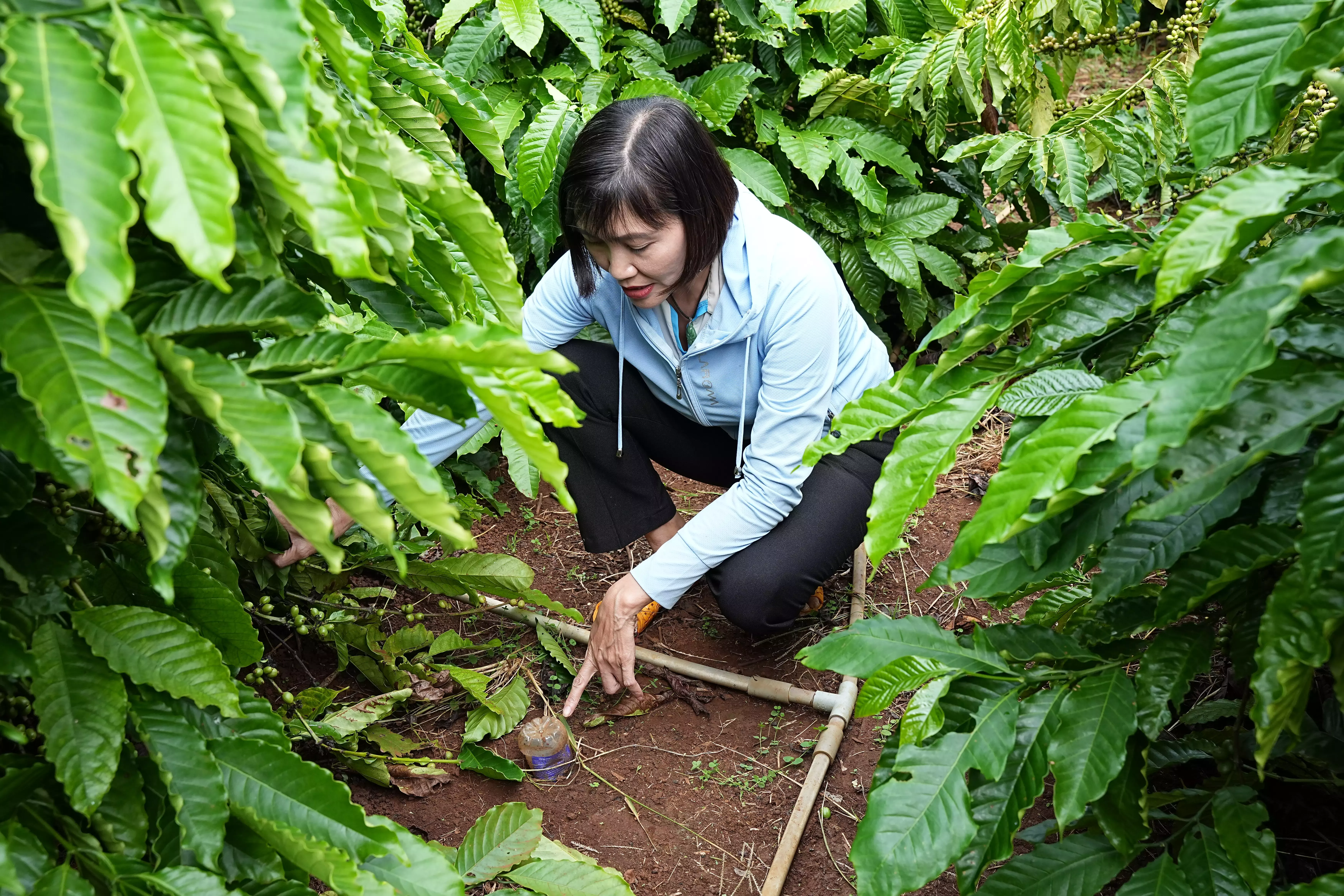 Chị Mai Thị Nhung, nữ trưởng nhóm nông dân của chương trình NESCAFÉ Plan