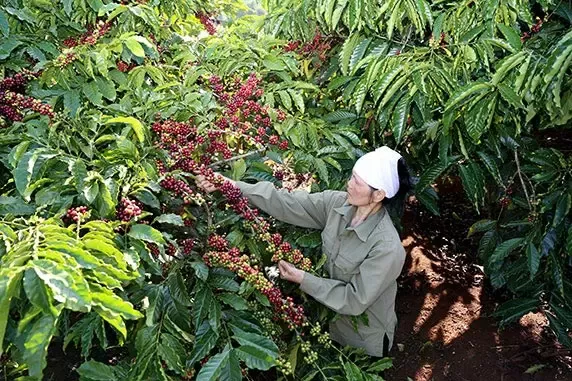 4Nescafé ra mắt sản phẩm Cà Phê Pha Phin