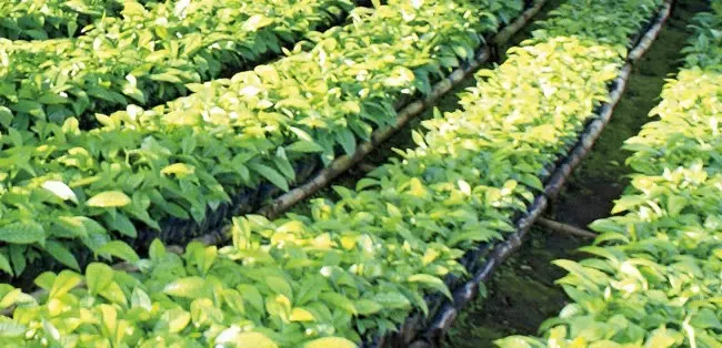 5Cuộc sống tốt đẹp