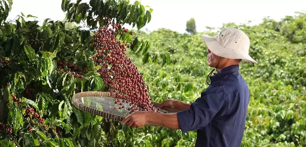 Chương trình toàn cầu NESCAFÉ Plan được Tập đoàn Nestlé triển khai từ năm 2010 tại các quốc gia