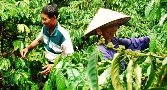 Nestlé khẳng định cam kết với Nông dân trồng cà phê tại Việt Nam