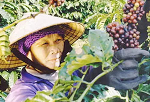 Nestle khẳng định cam kết với nông dân trồng cà phê tại Việt Nam